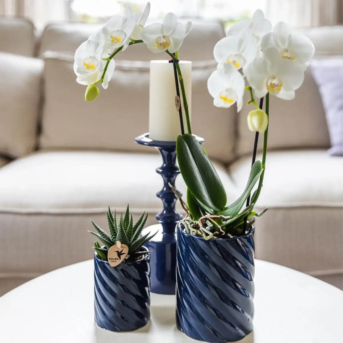 Kolibri Orchids | Set van witte orchidee Amabilis en succulent in Candy sierpotten blauw - potmaat Ø9cm & Ø6cm | bloeiende kamerplant - vers van de kweker Everspring