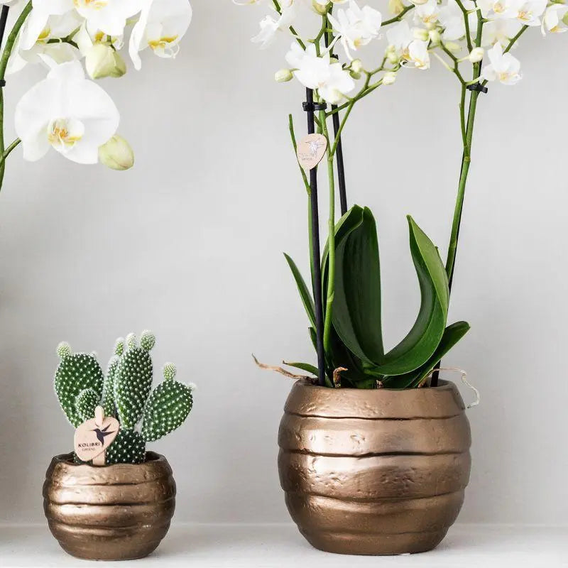 Kolibri Orchids | Plantenset Home Hub grey small | Groene planten met witte Phalaenopsis orchidee in koperkleurige sierpotten en zwart dienblad Everspring