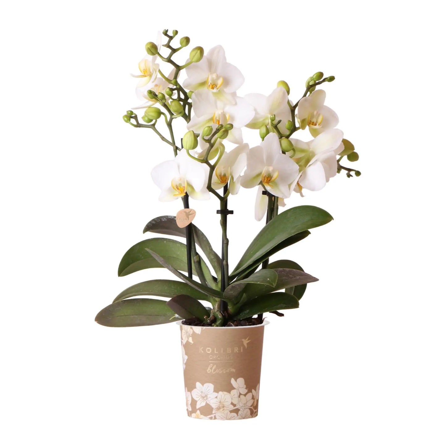 Kolibri Orchids | Witte phalaenopsis orchidee - Lausanne - potmaat Ø9cm | bloeiende kamerplant - vers van de kweker Everspring