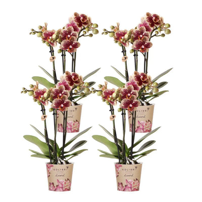 Kolibri Orchids | COMBI DEAL van 4 geel rode phalaenopsis orchideeën - Spain - potmaat Ø9cm | bloeiende kamerplant - vers van de kweker Everspring