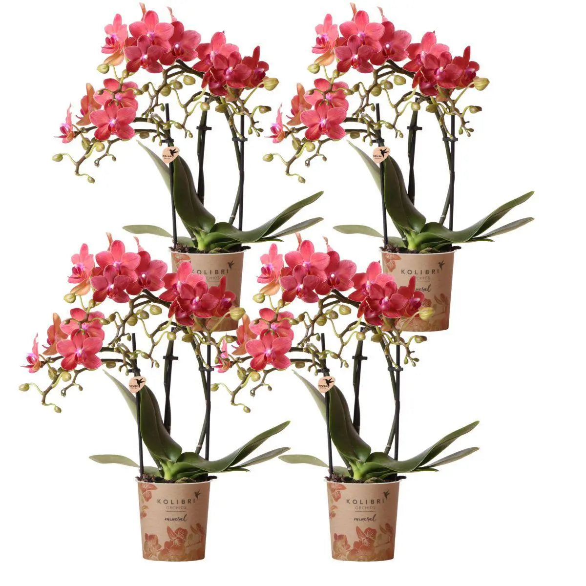 Kolibri Orchids | COMBI DEAL van 4 oranje Phalaenopsis orchideeën - Congo - potmaat Ø9cm | bloeiende kamerplant - vers van de kweker Everspring