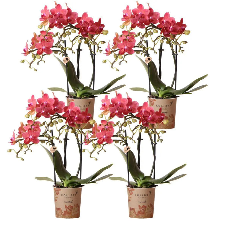 Kolibri Orchids | COMBI DEAL van 4 oranje Phalaenopsis orchideeën - Congo - potmaat Ø9cm | bloeiende kamerplant - vers van de kweker Everspring