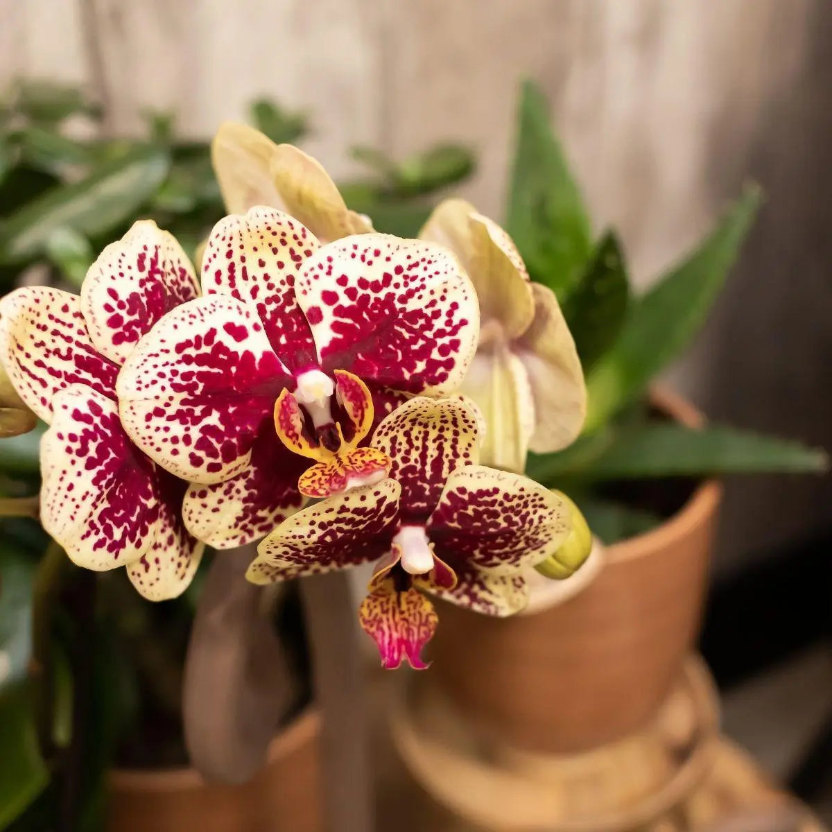 Kolibri Orchids | COMBI DEAL van 2 geel rode phalaenopsis orchideeën - Spain - potmaat Ø9cm | bloeiende kamerplant - vers van de kweker Everspring