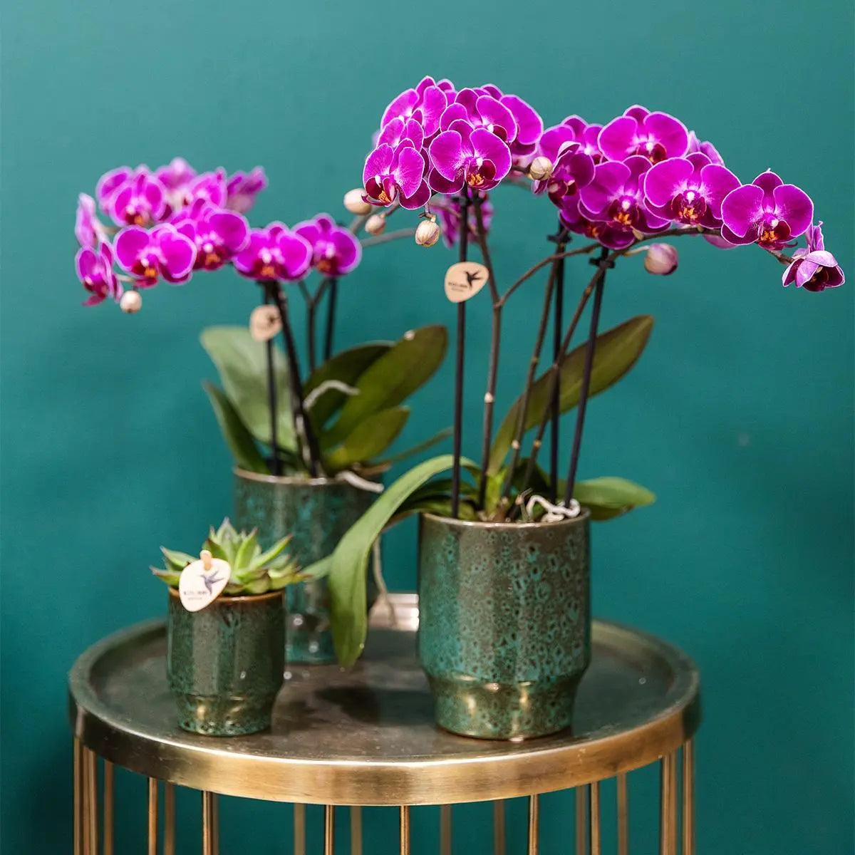 Kolibri Orchids | Paarse phalaenopsis orchidee - Morelia Classy green- potmaat Ø9cm | bloeiende kamerplant - vers van de kweker Everspring