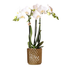 Kolibri Orchids | witte Phalaenopsis orchidee – Amabilis + Diamond sierpot goud – potmaat Ø9cm – 40cm hoog | bloeiende kamerplant in bloempot - vers van de kweker Everspring