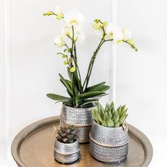 Kolibri Company - Planten set Groove zilver | Set met witte Phalaenopsis orchidee Amabilis Ø9cm en groene plant Succulent Aloe Brevifolia Ø6cm  | incl. zilver keramieken sierpotten Everspring