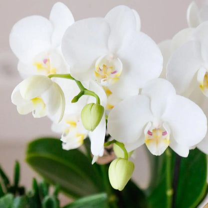 Kolibri Orchids | COMBI DEAL van 4 witte Phalaenopsis orchideeën - Amabilis - potmaat Ø9cm | bloeiende kamerplant - vers van de kweker Everspring