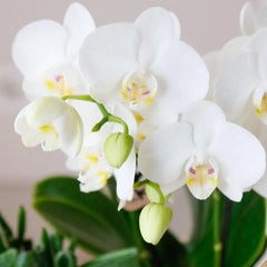 Kolibri Orchids | COMBI DEAL van 4 witte Phalaenopsis orchideeën - Amabilis - potmaat Ø9cm | bloeiende kamerplant - vers van de kweker Everspring