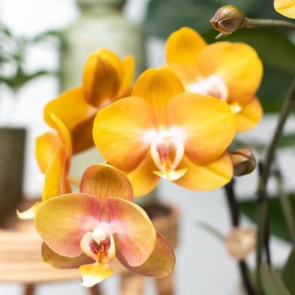 Kolibri Orchids | Oranje phalaenopsis orchidee Las Vegas in cognac kleurige Glazed sierpot - potmaat Ø12cm Everspring