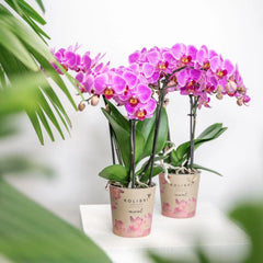 Kolibri Orchids | Paars/ roze Phalaenopsis orchidee - Mineral Vienna - potmaat Ø9cm | bloeiende kamerplant - vers van de kweker Everspring