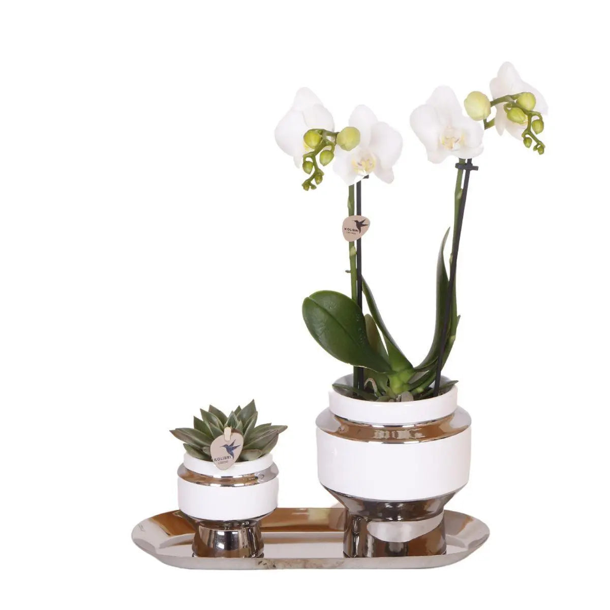 Kolibri Company - Set van witte orchidee en Succulent op zilveren dienblad - vers van de kweker Everspring