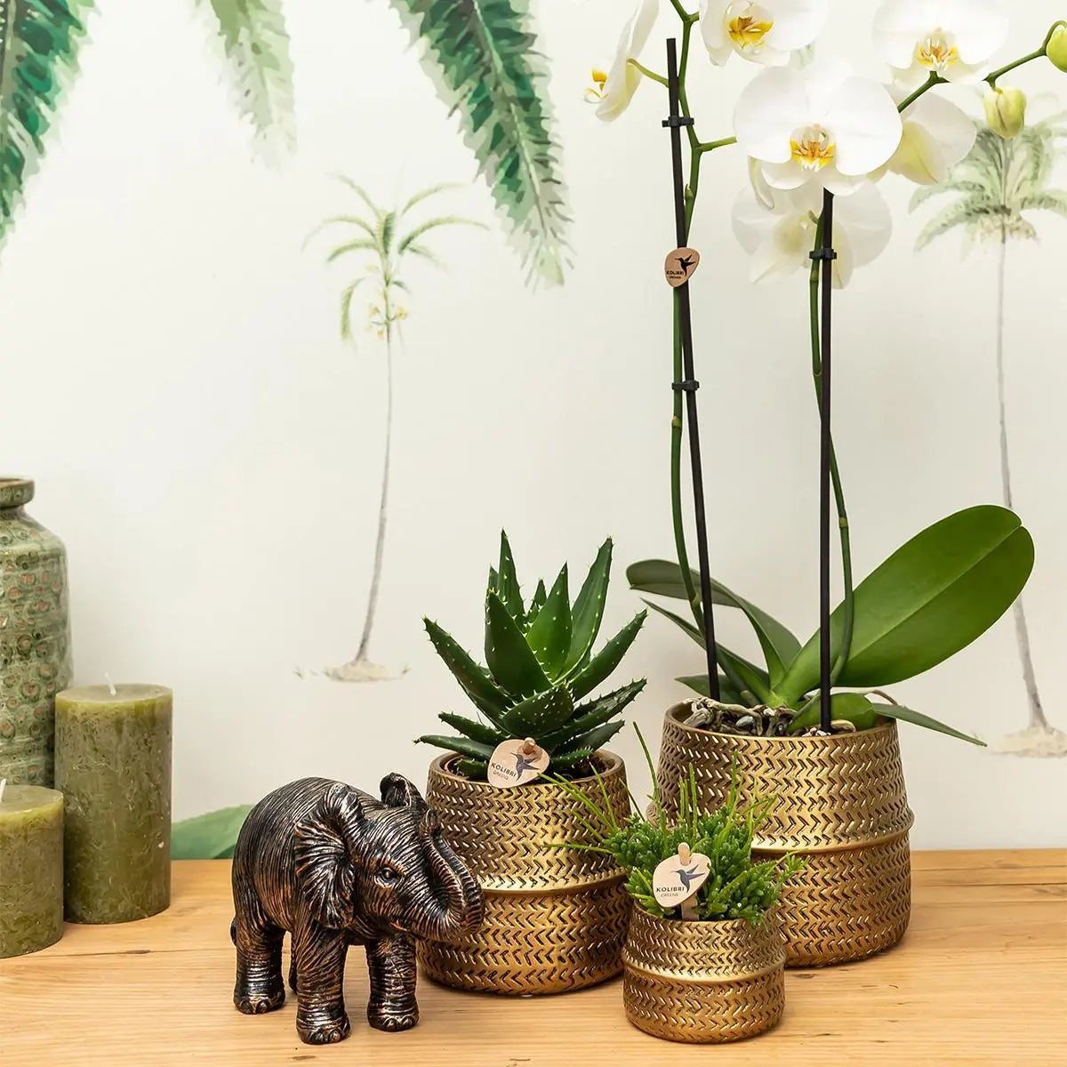 Kolibri Company - Planten set Groove goud | Set met witte Phalaenopsis orchidee Amabilis Ø9cm en groene plant Succulent Aloe Brevifolia Ø6cm  | incl. gouden keramieken sierpotten Everspring