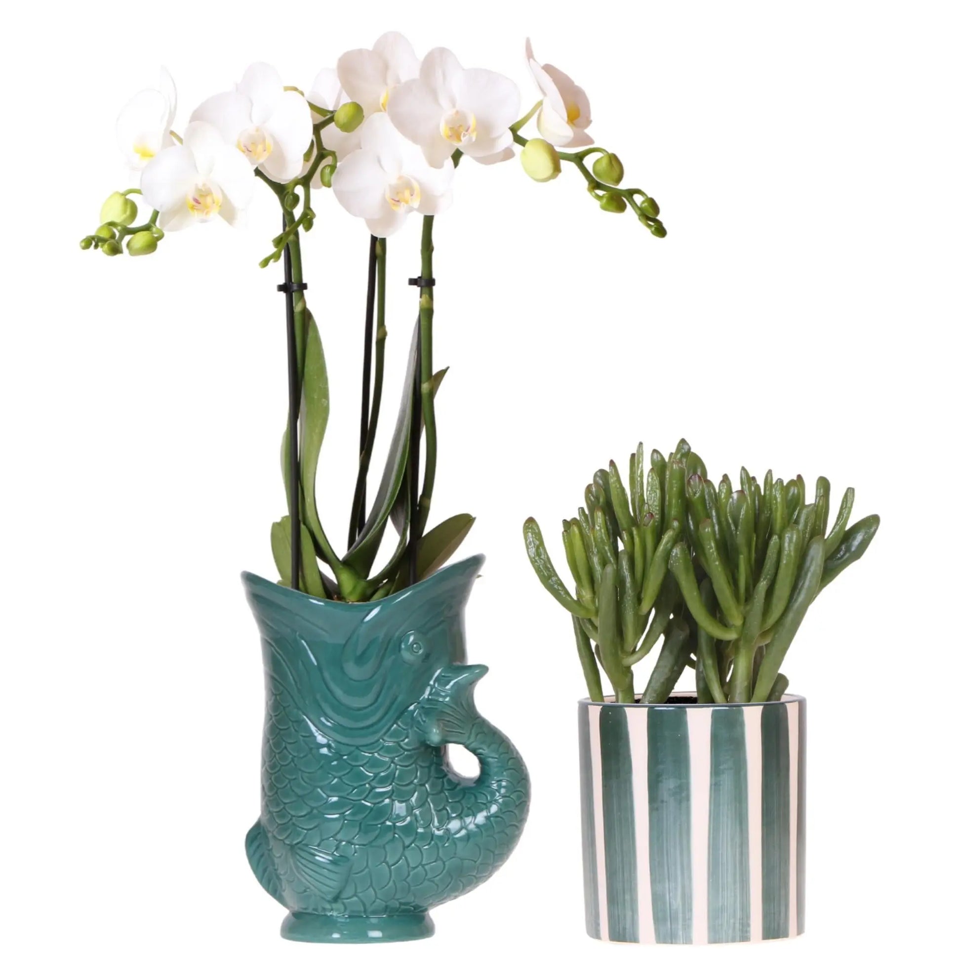 Kolibri Orchids | Set van witte orchidee Amabilis in Fish pot groen en succulent in Painted Stripe pot groen - potmaat Ø9cm | bloeiende kamerplant - vers van de kweker Everspring