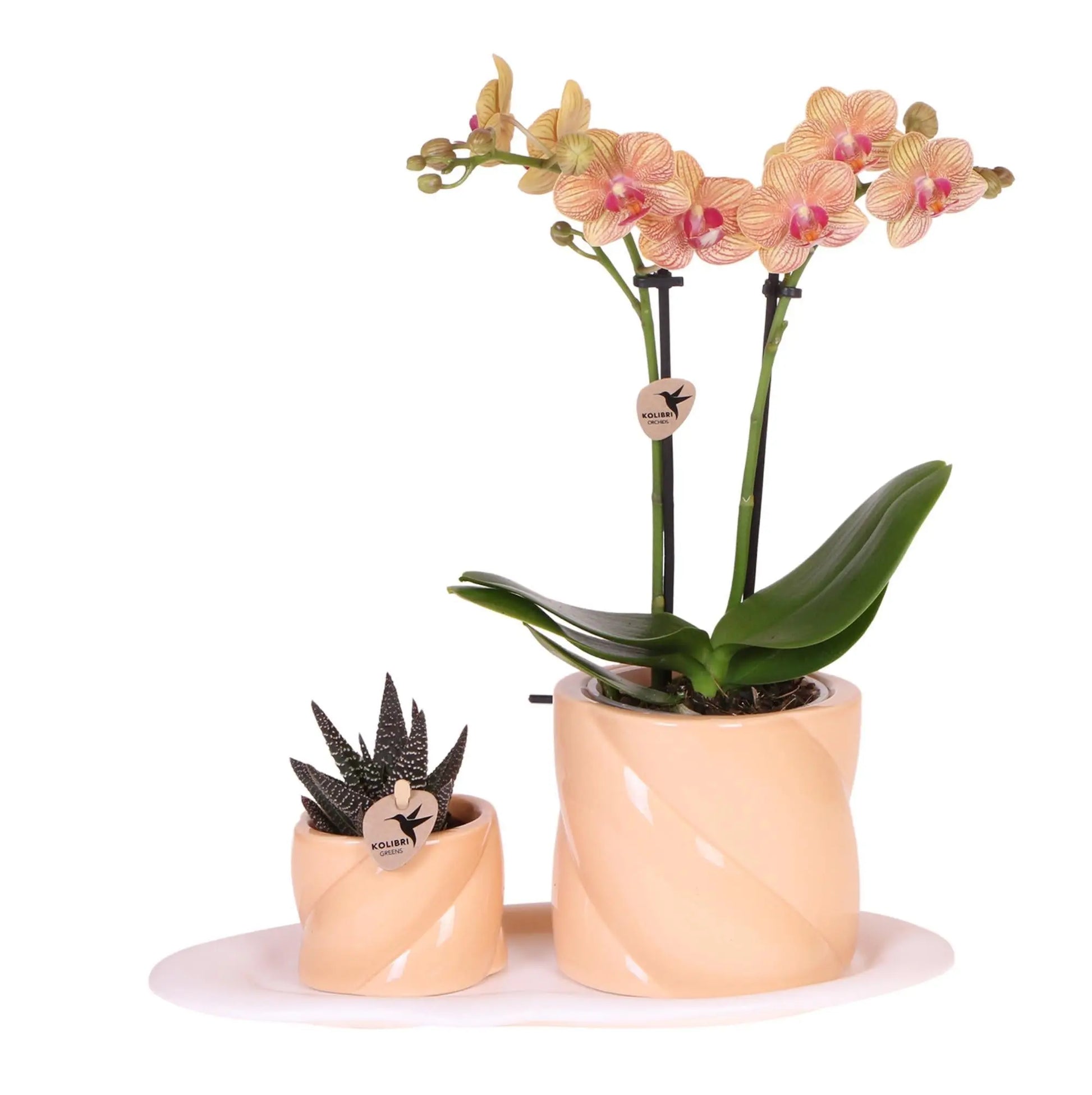 Kolibri Orchids | Gift set Optimism small peach | Groene plant met oranje Phalaenopsis orchidee in Candy sierpotten op wit organisch dienblad Everspring