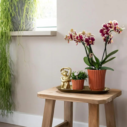 Kolibri Orchids | Plantenset Culture Cocktail terracotta small | Groene planten met Phalaenopsis orchidee in Retro terracotta sierpotten en gouden dienblad Everspring