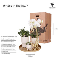 Kolibri Company | Gift set Luxury Living | Plantenset met witte Phalaenopsis Orchidee en Succulenten incl. keramieken sierpotten Everspring