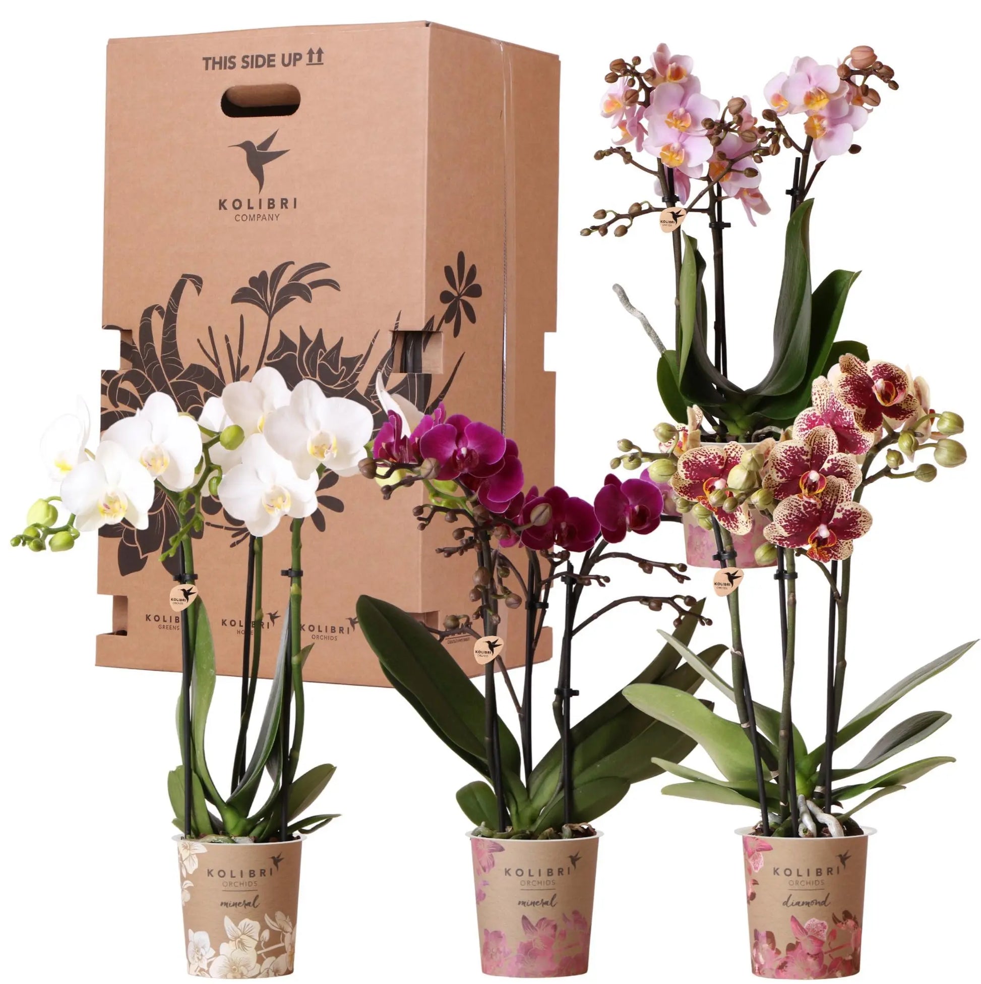 Kolibri Orchids - Surprise box mix - planten voordeel box - verrassingsbox met 4 verschillende orchideeën - vers van de kweker Everspring