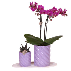 Kolibri Orchids | Gift set Optimism small lila | Groene plant met oranje Phalaenopsis orchidee in Candy sierpotten op wit organisch dienblad Everspring