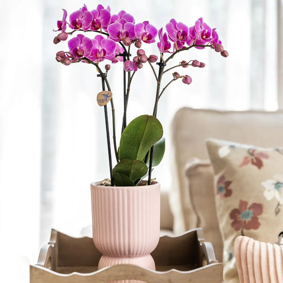 Kolibri Orchids | Roze paarse phalaenopsis orchidee - El Salvador + Diabolo pink - potmaat Ø9cm | bloeiende kamerplant - vers van de kweker Everspring