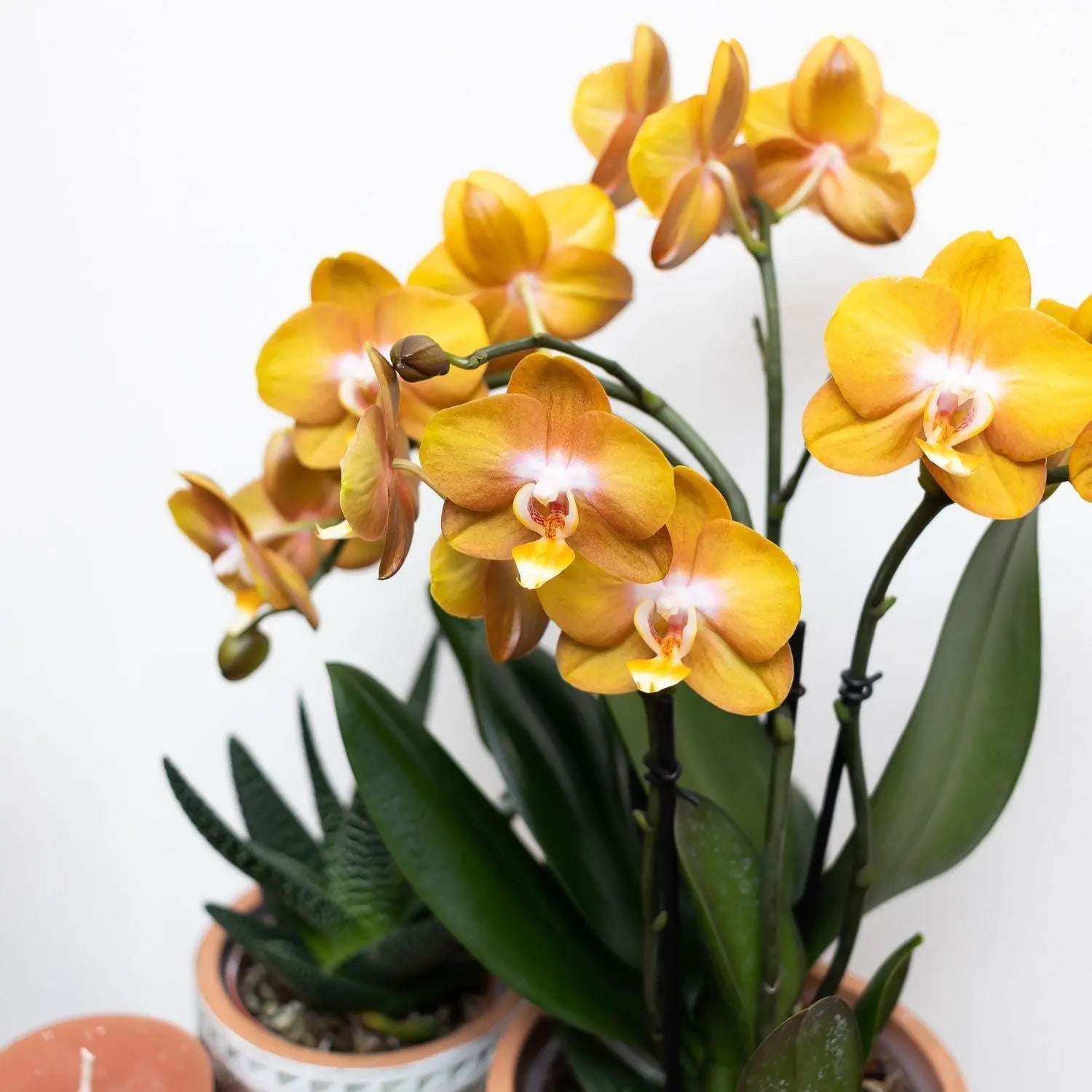 Kolibri Orchids | Oranje gouden Phalaenopsis orchidee - Jewel Las Vegas - potmaat Ø12cm | bloeiende kamerplant - vers van de kweker Everspring