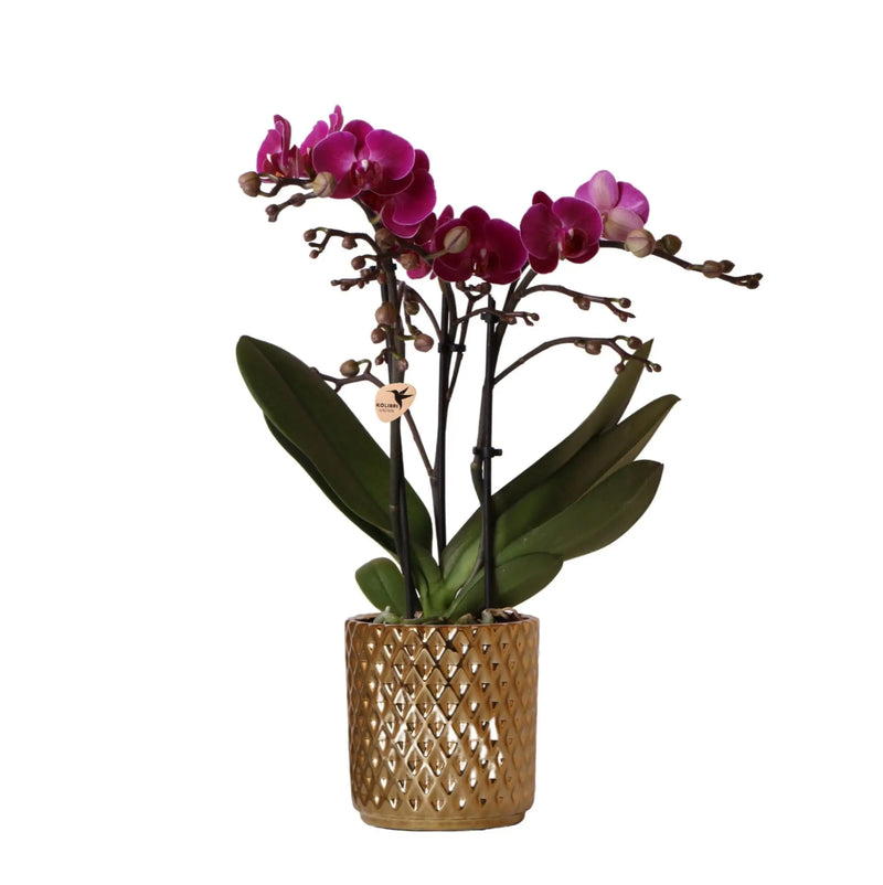 Kolibri Orchids | paarse Phalaenopsis orchidee - Morelia + Diamond sierpot goud - potmaat Ø9cm - 35cm hoog | bloeiende kamerplant - vers van de kweker Everspring