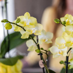 Kolibri Orchids | gele Phalaenopsis orchidee - Mexico + Citrus sierpot yellow - potmaat Ø9cm | bloeiende kamerplant - vers van de kweker Everspring