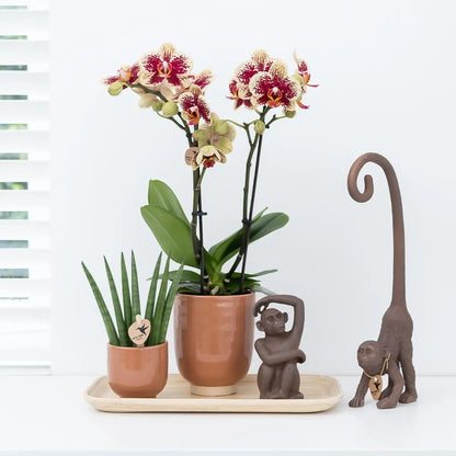 Kolibri Orchids | Oranje geurende phalaenopsis orchidee in cognac kleurige Glazed sierpot - potmaat Ø12cm Everspring