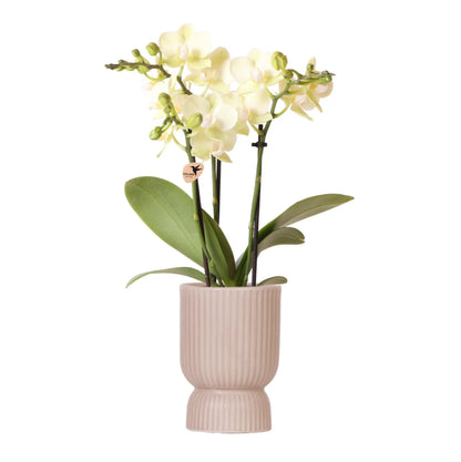 Kolibri Orchids | gele Phalaenopsis orchidee - Mexico + Diabolo pot sand - potmaat Ø9cm | bloeiende kamerplant - vers van de kweker Everspring