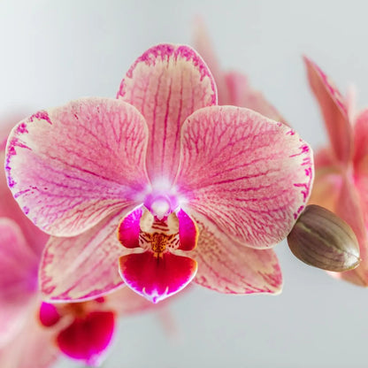 Kolibri Orchids | COMBI DEAL van 4 Phalaenopsis orchideeën - Pirate Picotee - potmaat Ø12cm | bloeiende kamerplant - vers van de kweker Everspring