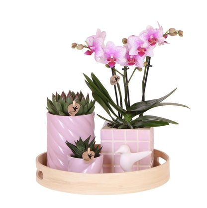 Kolibri Company | Gift set Colourful Optimism | Plantenset met roze Phalaenopsis Orchidee en Succulenten incl. keramieken sierpotten Everspring