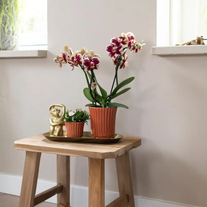 Kolibri Orchids | Geel rode phalaenopsis orchidee - Spain in Retro sierpot terracotta - potmaat Ø9cm - 40cm hoog | bloeiende kamerplant - vers van de kweker Everspring