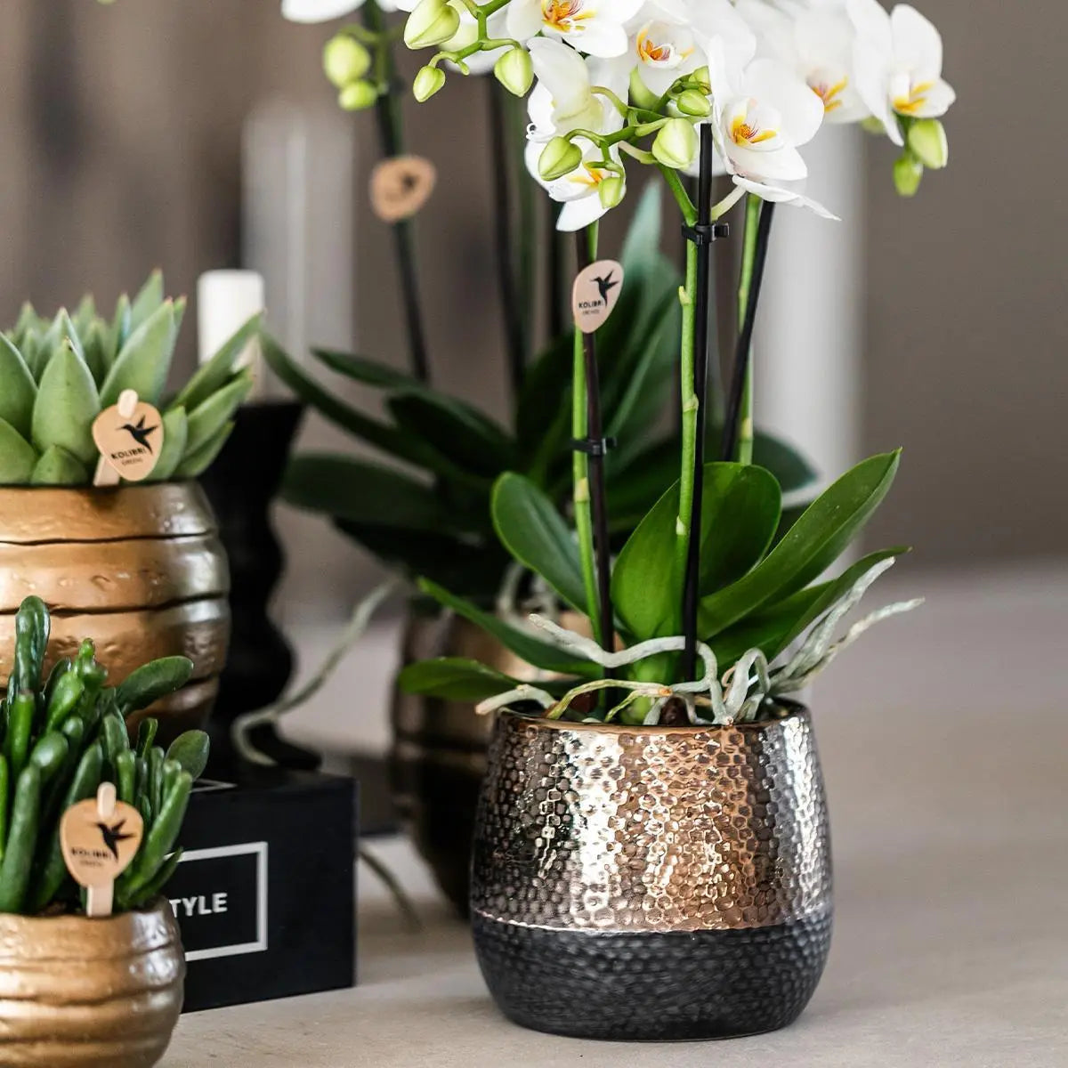 Kolibri Orchids | geel rode Phalaenopsis orchidee – Spain + Elite sierpot copper – potmaat Ø9cm – 40cm hoog | bloeiende kamerplant in bloempot - vers van de kweker Everspring