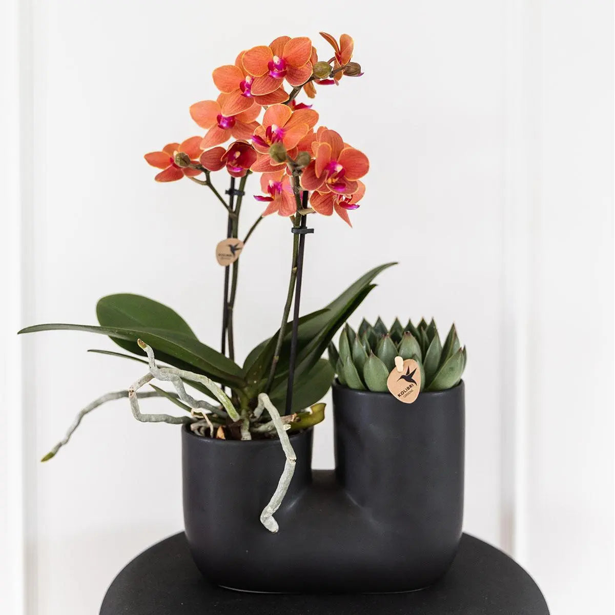 Kolibri Orchids | Set van oranje orchidee Bolzano en succulent in Tube sierpot black - potmaat Ø9cm | bloeiende kamerplant - vers van de kweker Everspring