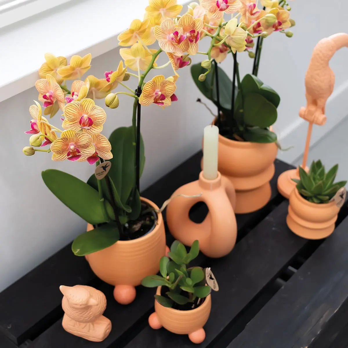 Kolibri Orchids | Oranje Phalaenopsis orchidee – Jamaica + Rolling sierpot peach – potmaat Ø9cm – 35cm hoog | bloeiende kamerplant in bloempot - vers van de kweker Everspring