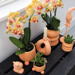 Kolibri Orchids | Oranje Phalaenopsis orchidee – Jamaica + Rolling sierpot peach – potmaat Ø9cm – 35cm hoog | bloeiende kamerplant in bloempot - vers van de kweker Everspring