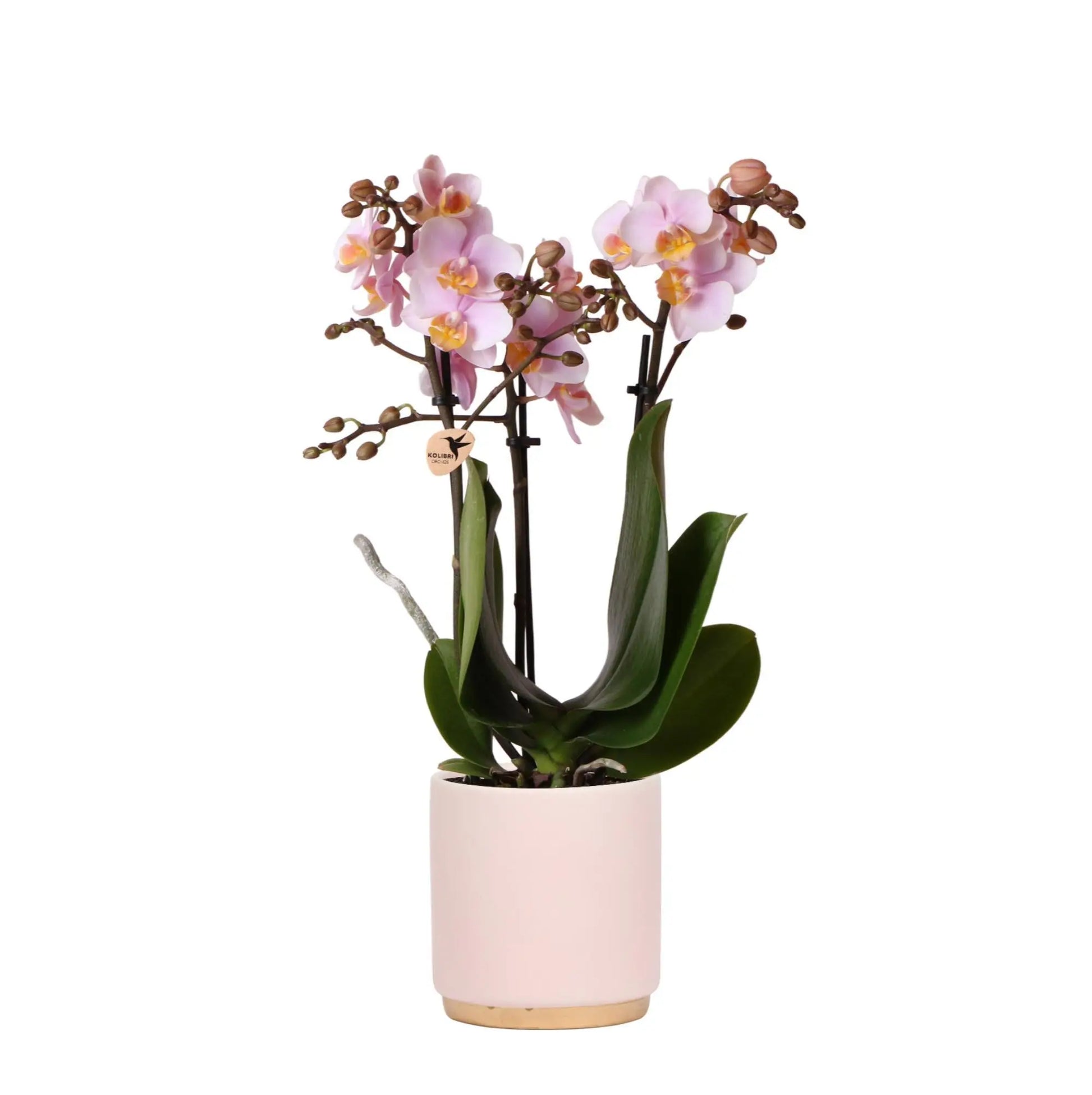 Kolibri Orchids | Roze Phalaenopsis orchidee – Andorra + Gold foot sierpot roze – potmaat Ø9cm – 35cm hoog | bloeiende kamerplant in bloempot - vers van de kweker Everspring