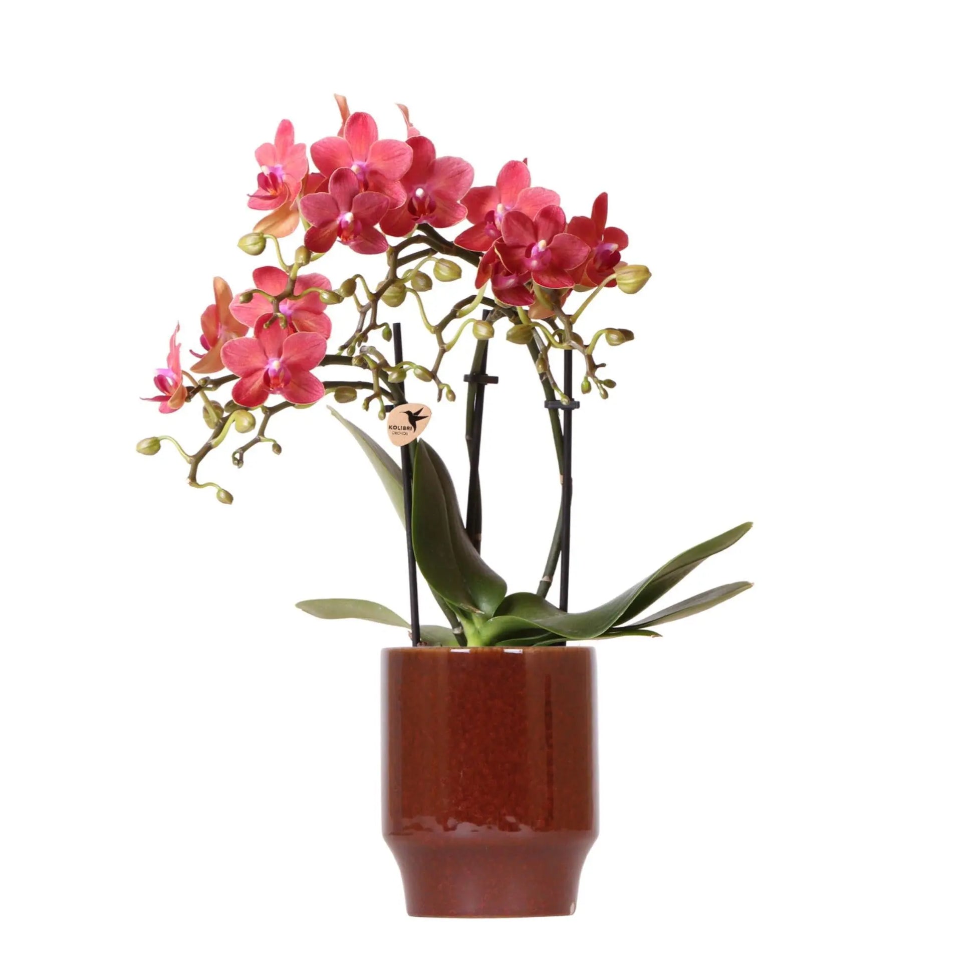 Kolibri Orchids | rode Phalaenopsis orchidee - Congo + Classy red- potmaat Ø9cm | bloeiende kamerplant - vers van de kweker Everspring