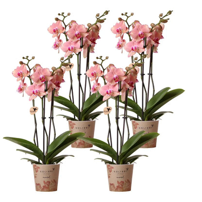 Kolibri Orchids | COMBI DEAL van 4 Phalaenopsis orchideeën - Pirate Picotee - potmaat Ø12cm | bloeiende kamerplant - vers van de kweker Everspring