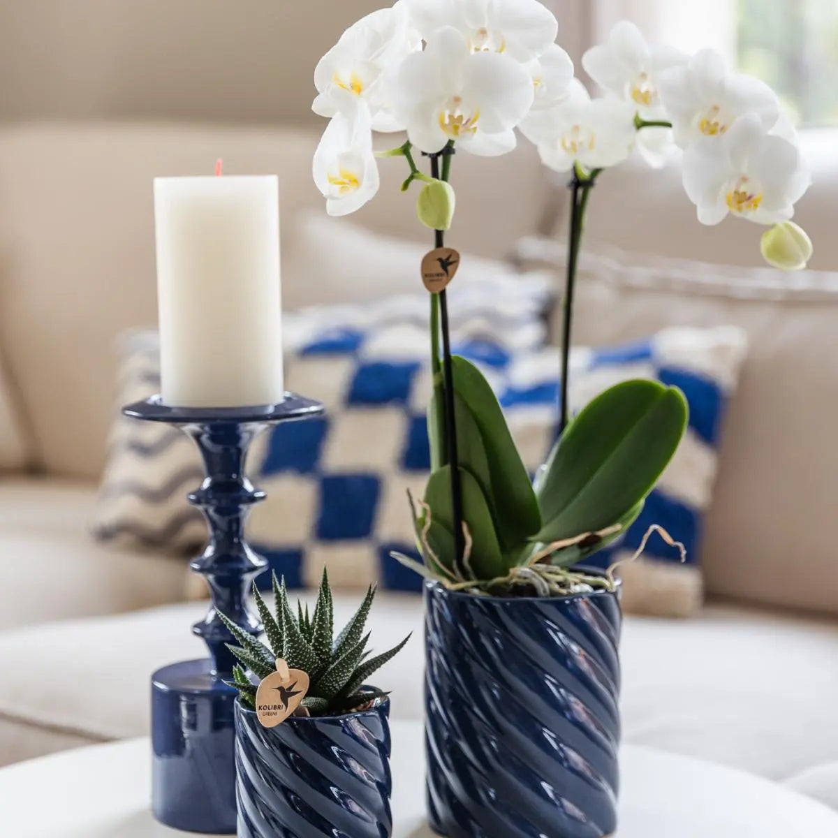 Kolibri Orchids | Set van witte orchidee Amabilis en succulent in Candy sierpotten blauw - potmaat Ø9cm & Ø6cm | bloeiende kamerplant - vers van de kweker Everspring