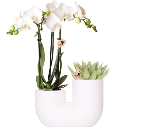 Kolibri Orchids | Set van witte orchidee Amabilis en succulent in Tube sierpot wit - potmaat Ø9cm | bloeiende kamerplant - vers van de kweker Everspring