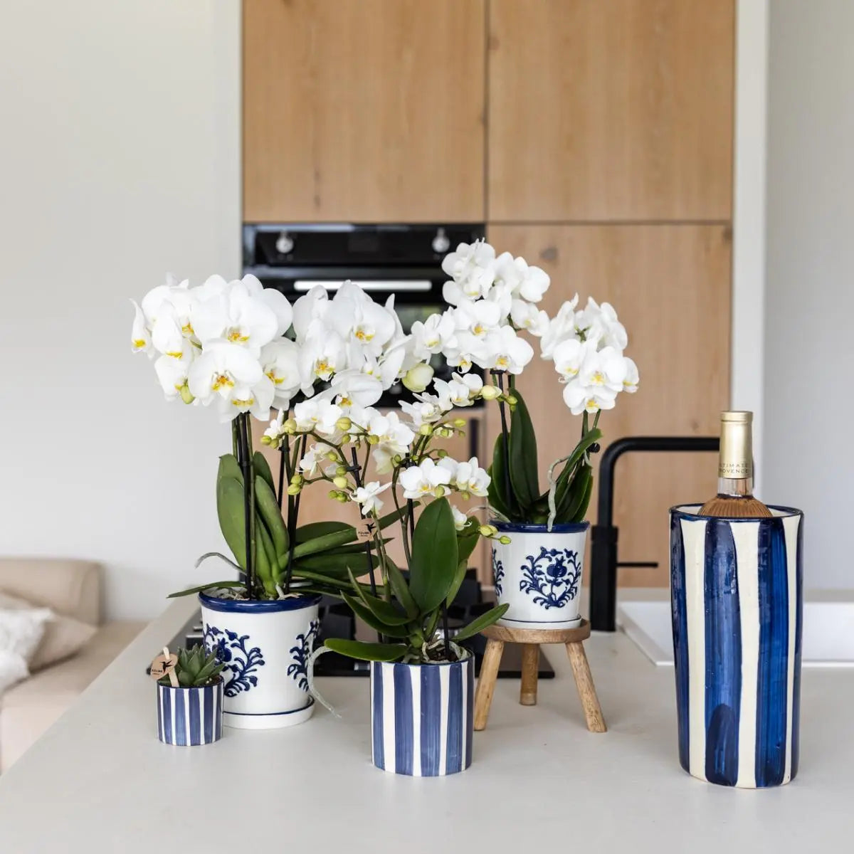 Kolibri Orchids | Set van witte Phalaenopsis orchidee Amabilis en Succulent Crassula Hobbit in Painted Stripe pot blauw - potmaat Ø9cm + Ø6cm | bloeiende kamerplant - vers van de kweker Everspring