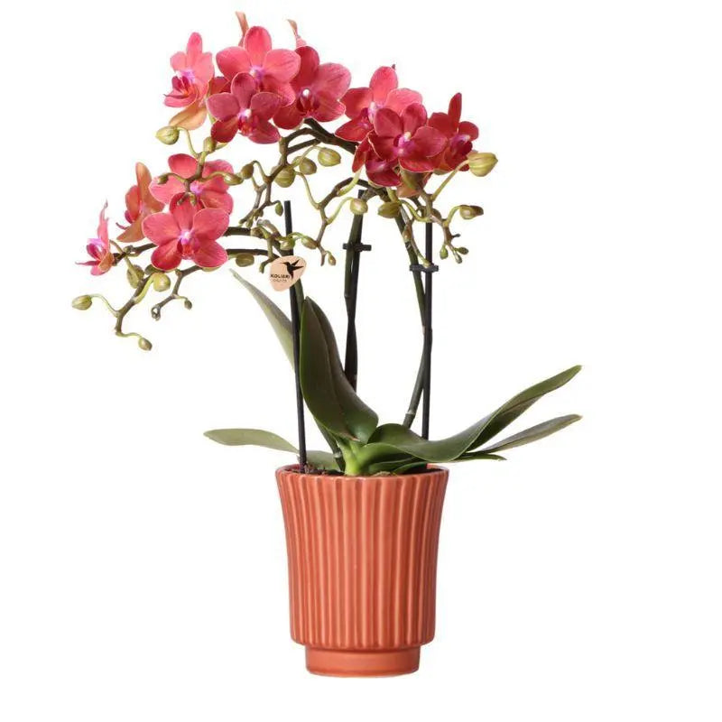 Kolibri Orchids | Rode Phalaenopsis orchidee – Congo + Retro sierpot terracotta– potmaat Ø9cm – 40cm hoog | bloeiende kamerplant in bloempot - vers van de kweker Everspring