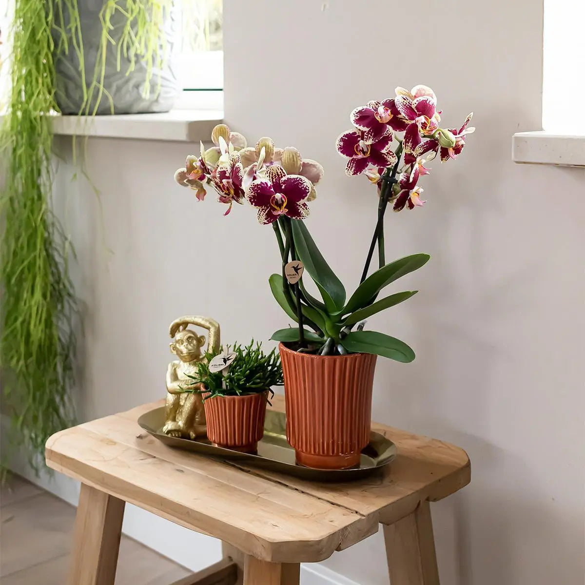 Kolibri Orchids | Geel rode phalaenopsis orchidee - Spain in Retro sierpot terracotta - potmaat Ø9cm - 40cm hoog | bloeiende kamerplant - vers van de kweker Everspring