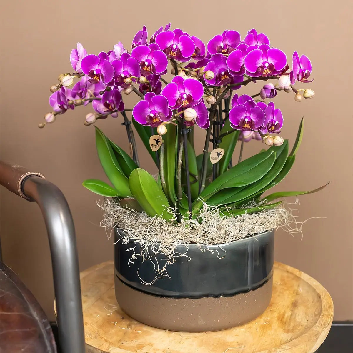 Kolibri Orchids | Paarse phalaenopsis orchidee - Morelia - potmaat Ø9cm | bloeiende kamerplant - vers van de kweker Everspring