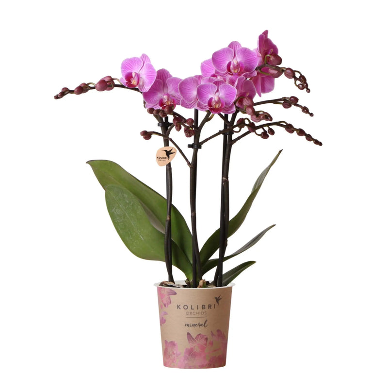 Kolibri Orchids | Paars/ roze Phalaenopsis orchidee - Mineral Vienna - potmaat Ø9cm | bloeiende kamerplant - vers van de kweker Everspring