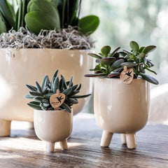 Kolibri Orchids | Rode Phalaenopsis orchidee – Congo + Gummy pot travertine – potmaat Ø9cm – 40cm hoog | bloeiende kamerplant in bloempot - vers van de kweker Everspring