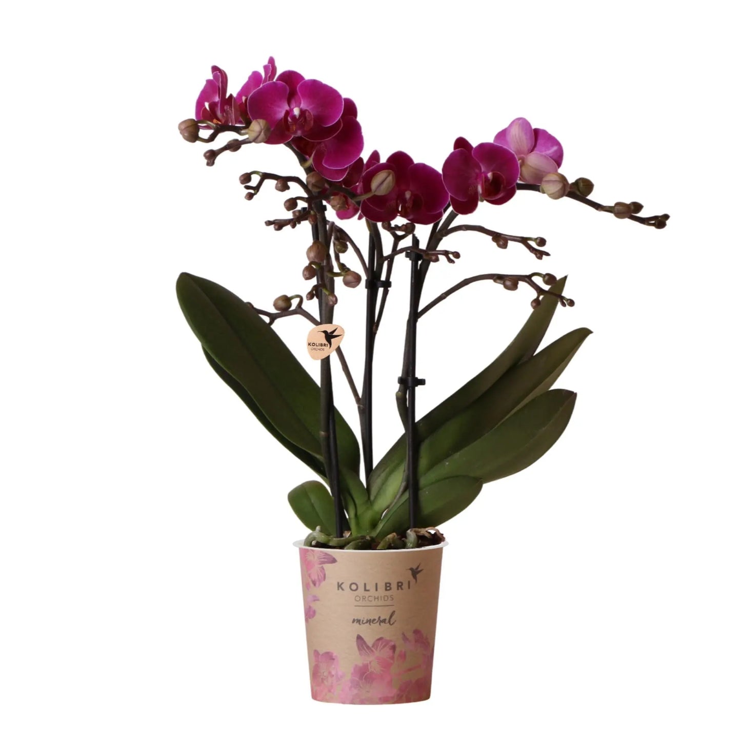 Kolibri Orchids | Paarse phalaenopsis orchidee - Morelia - potmaat Ø9cm | bloeiende kamerplant - vers van de kweker Everspring