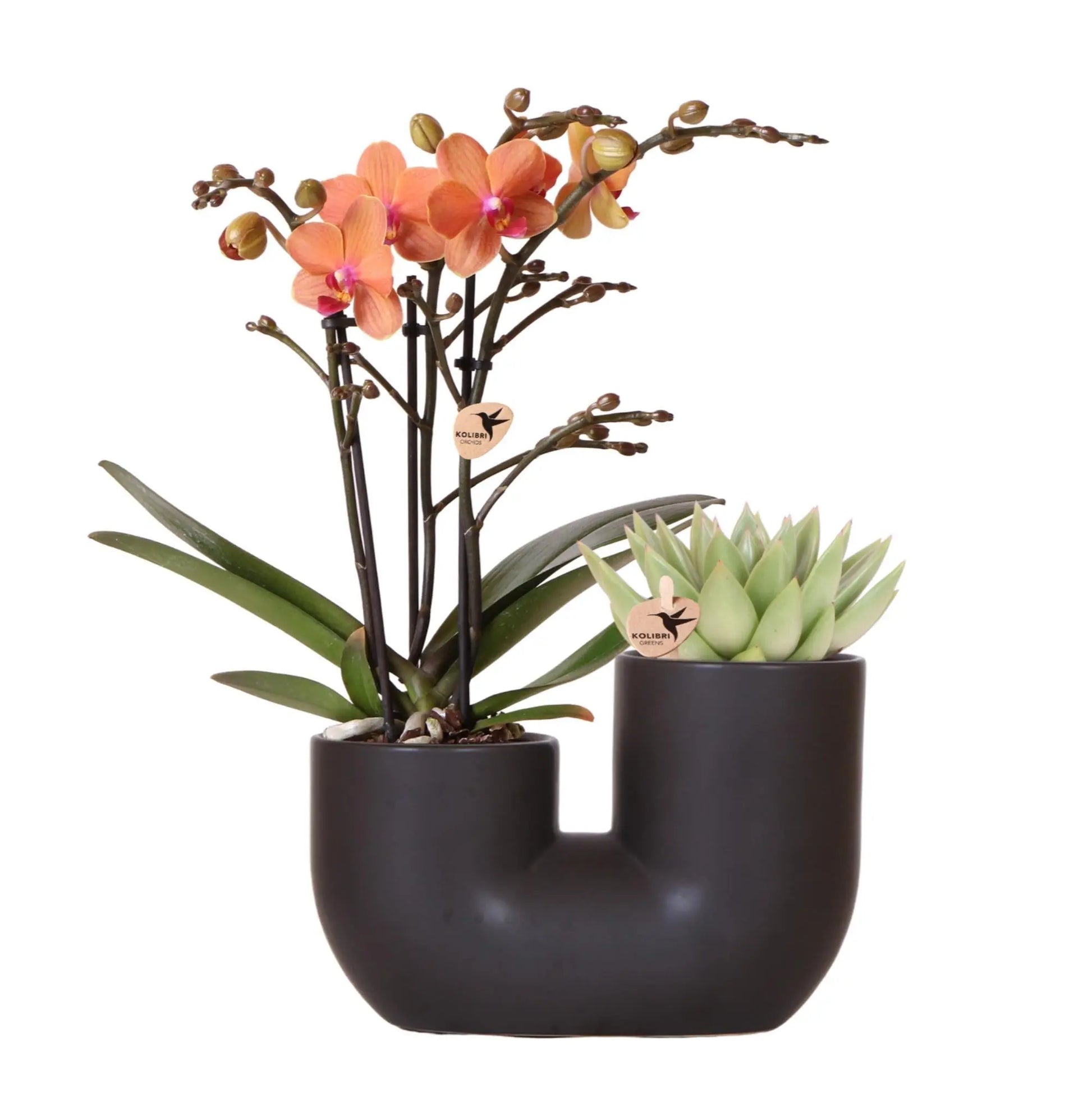 Kolibri Orchids | Set van oranje orchidee Bolzano en succulent in Tube sierpot black - potmaat Ø9cm | bloeiende kamerplant - vers van de kweker Everspring