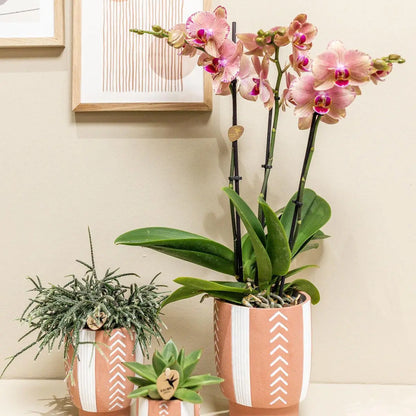 Kolibri Orchids | Oranje roze Phalaenopsis orchidee - Jewel Pirate Picotee - potmaat Ø12cm  bloeiende kamerplant - vers van de kweker Everspring