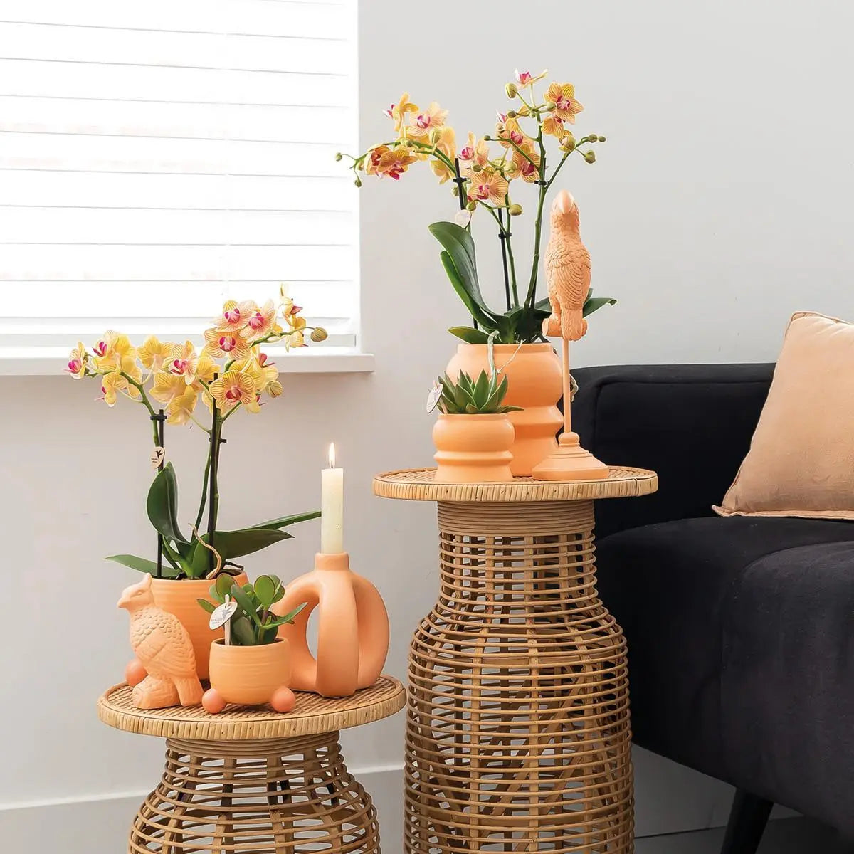 Kolibri Orchids | Oranje Phalaenopsis orchidee – Jamaica + Rolling sierpot peach – potmaat Ø9cm – 35cm hoog | bloeiende kamerplant in bloempot - vers van de kweker Everspring